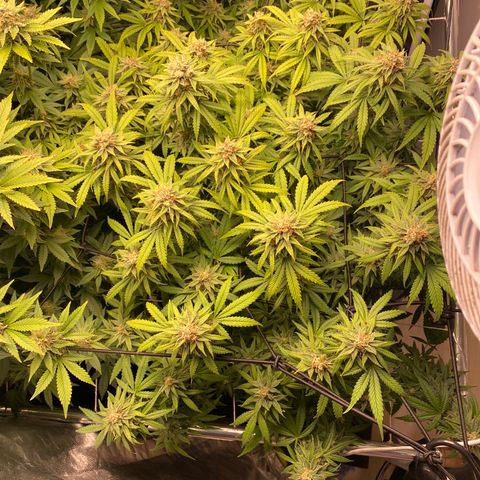 Medical Grape CBD #2 growlog timeline photo