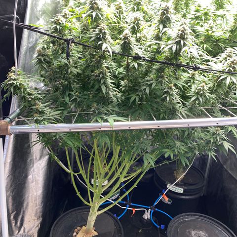 Medical Grape CBD #2 growlog timeline photo