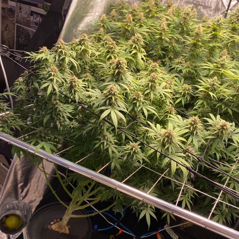Medical Grape CBD #2 growlog timeline photo