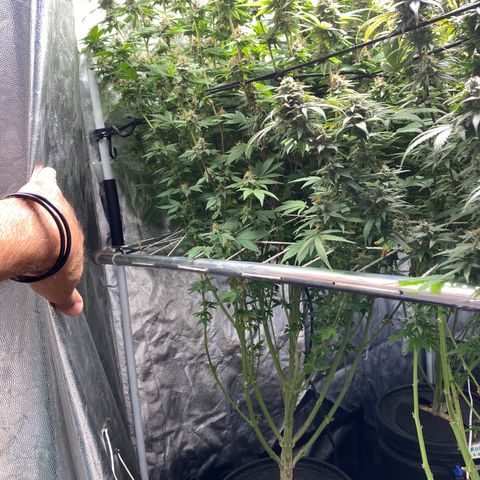 Mimosa Evo #2 growlog timeline photo