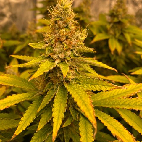 Mimosa Evo #2 growlog timeline photo