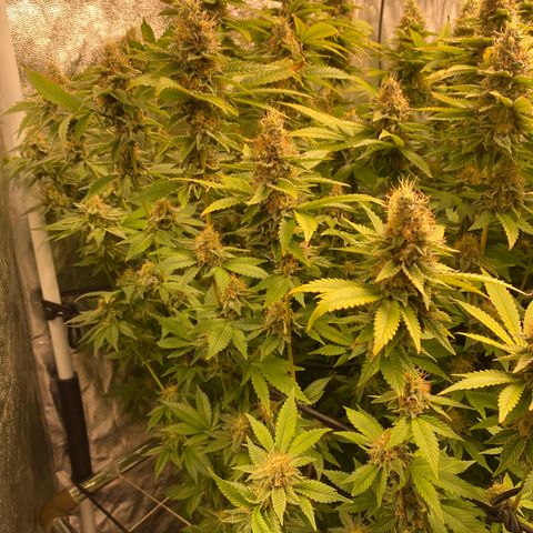 Mimosa Evo #2 growlog timeline photo