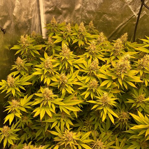 Mimosa Evo #2 growlog timeline photo