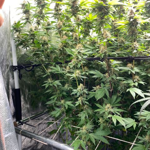 Mimosa Evo #2 growlog timeline photo
