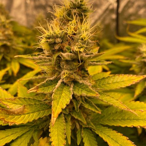 Mimosa Evo #2 growlog timeline photo