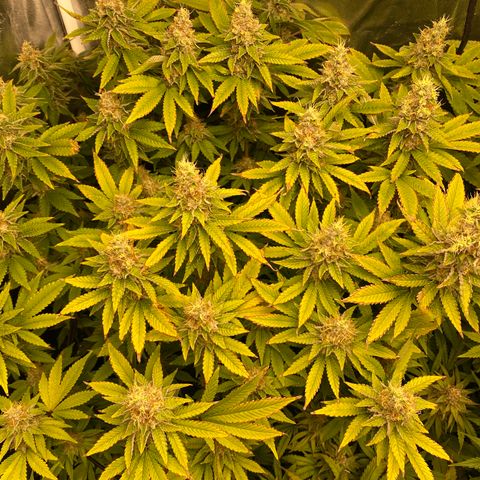 Mimosa Evo #2 growlog timeline photo