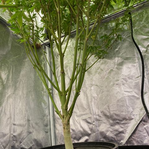 Mimosa Evo #2 growlog timeline photo