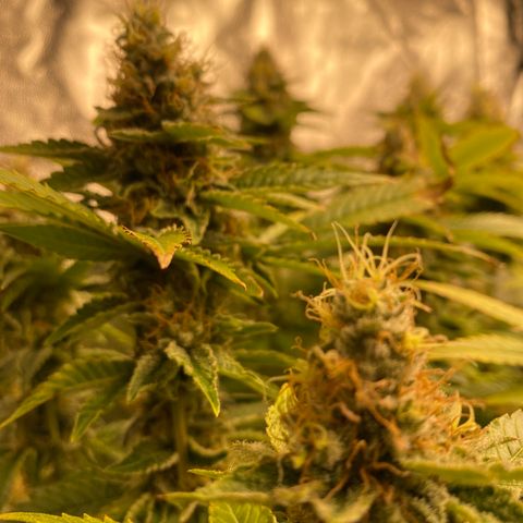Mimosa Evo #2 growlog timeline photo