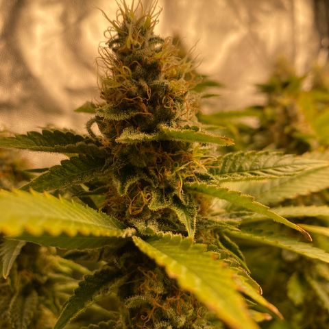 Mimosa Evo #2 growlog timeline photo