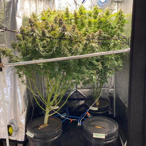 Medical Grape CBD #2 growlog timeline photo
