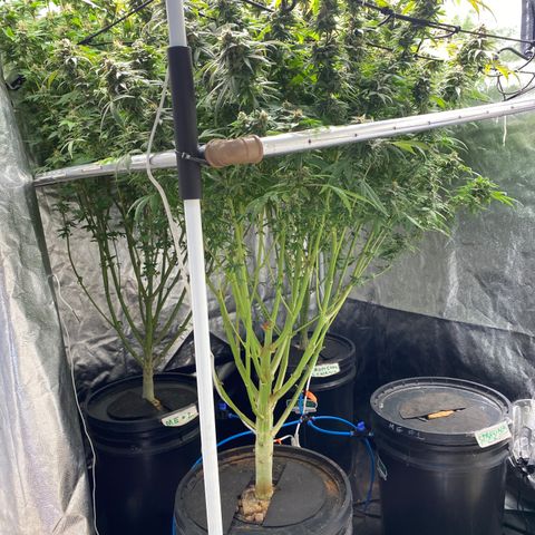 Medical Grape CBD #2 growlog timeline photo