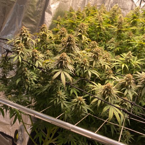 Medical Grape CBD #2 growlog timeline photo