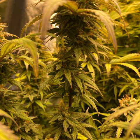 Medical Grape CBD #2 growlog timeline photo