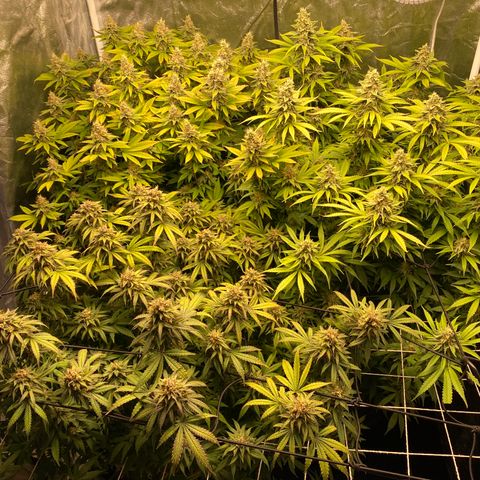 Medical Grape CBD #2 growlog timeline photo