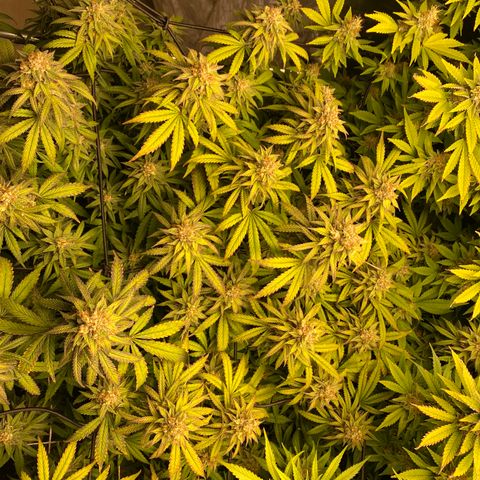 Medical Grape CBD #2 growlog timeline photo