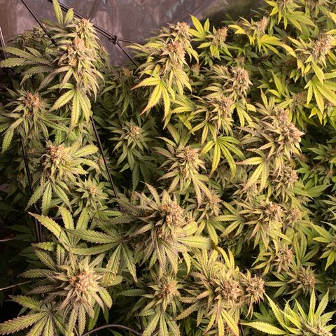 Medical Grape CBD #2 growlog timeline photo