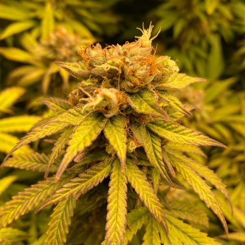 Medical Grape CBD #2 growlog timeline photo