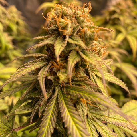 Medical Grape CBD #2 growlog timeline photo