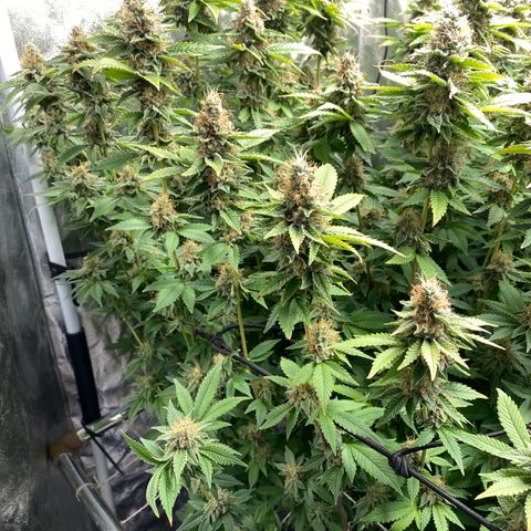 Mimosa Evo #2 growlog timeline photo