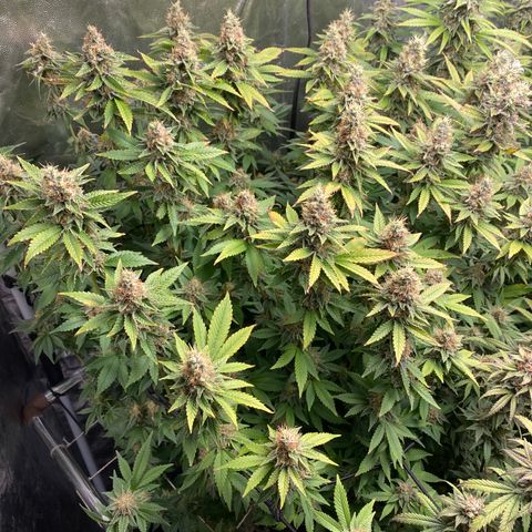 Mimosa Evo #2 growlog timeline photo