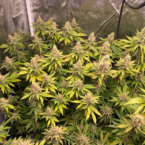 Mimosa Evo #2 growlog timeline photo