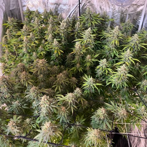 Medical Grape CBD #2 growlog timeline photo