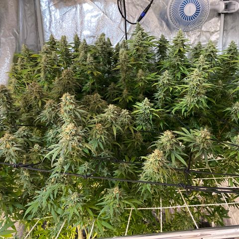 Medical Grape CBD #2 growlog timeline photo
