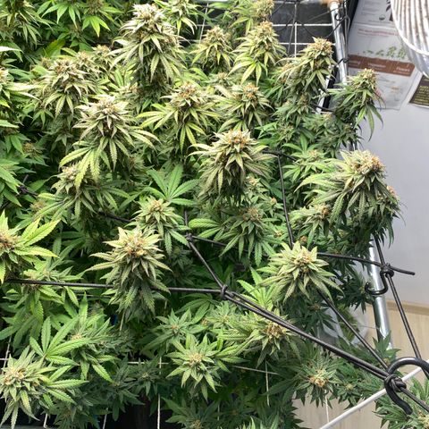 Medical Grape CBD #2 growlog timeline photo