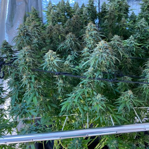 Medical Grape CBD #2 growlog timeline photo