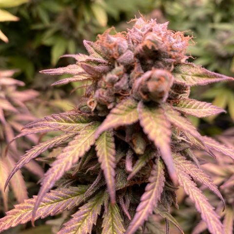 Medical Grape CBD #2 growlog photo: Colheita