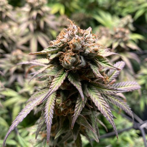 Medical Grape CBD #2 growlog photo: Colheita