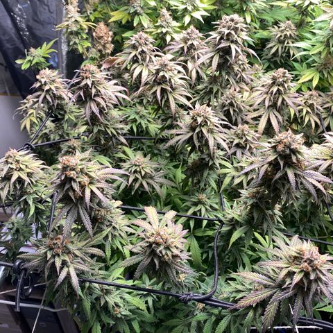 Medical Grape CBD #2 growlog photo: Colheita