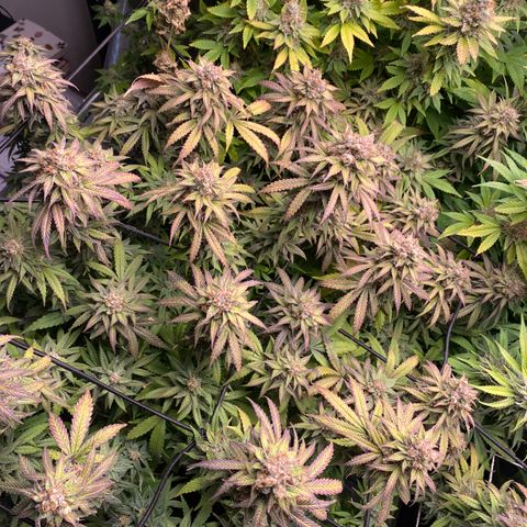 Medical Grape CBD #2 growlog photo: Colheita