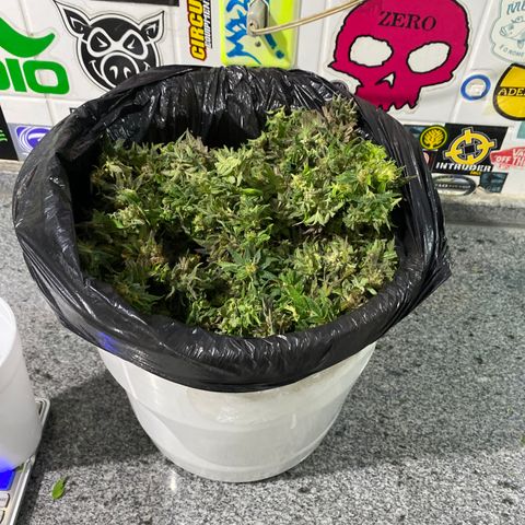 Medical Grape CBD #2 growlog photo: 542,6g