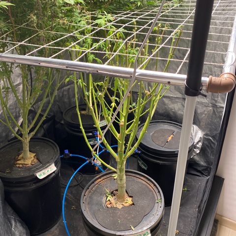 Medical Grape CBD #2 growlog photo: 542,6g