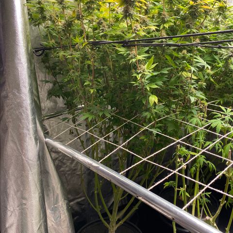 Mimosa Evo #2 growlog photo: Colheita