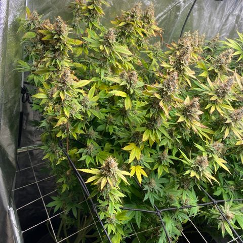 Mimosa Evo #2 growlog photo: Colheita