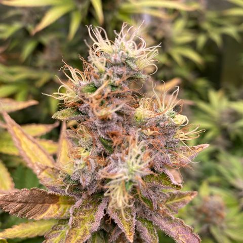 Mimosa Evo #2 growlog photo: Colheita