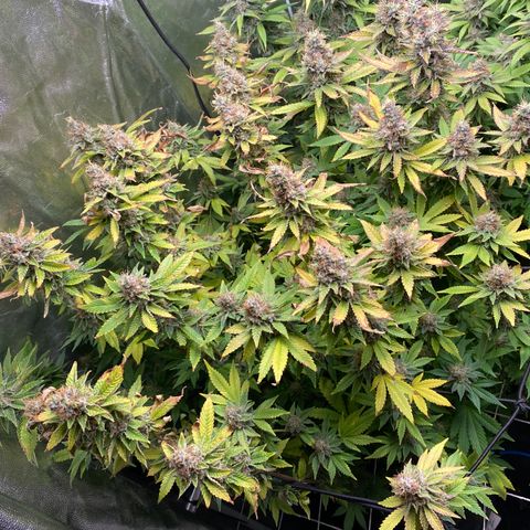 Mimosa Evo #2 growlog photo: Colheita