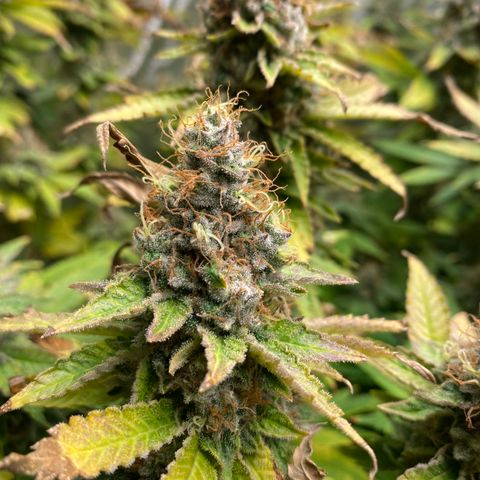 Mimosa Evo #2 growlog photo: Colheita