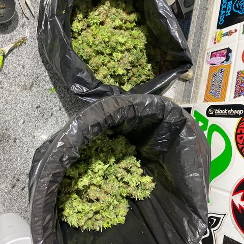 Mimosa Evo #2 growlog photo: 488.2g