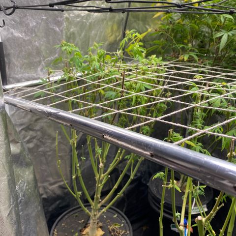 Mimosa Evo #2 growlog photo: 488.2g