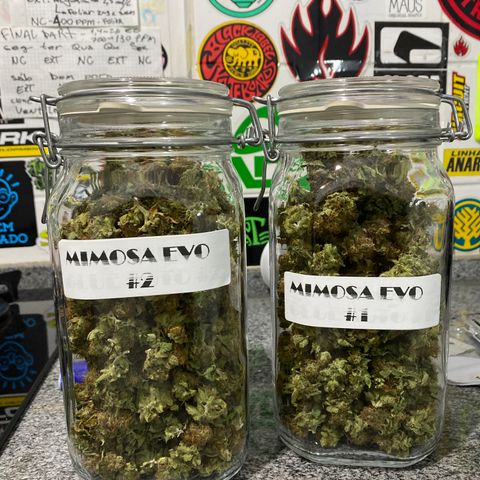 Mimosa Evo #2 growlog timeline photo