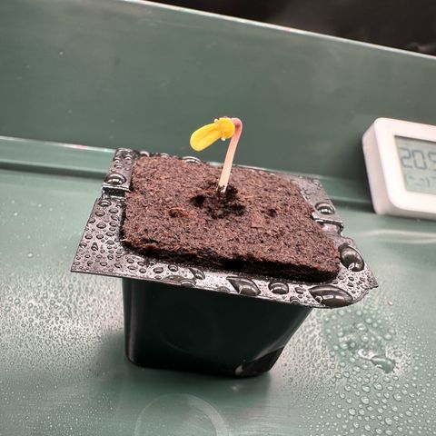 Stressica growlog timeline photo
