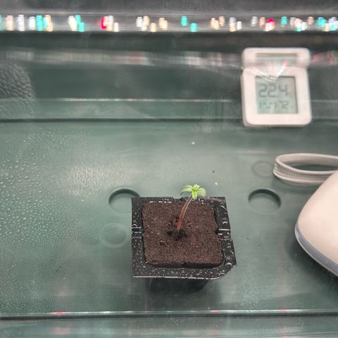 Stressica growlog photo: 11:20 Uhr