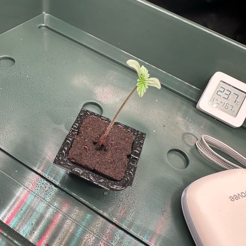 Stressica growlog photo: 18:40 Uhr