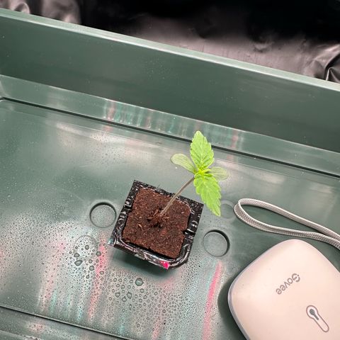 Stressica growlog timeline photo