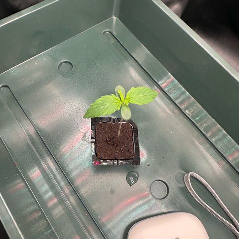 Stressica growlog timeline photo