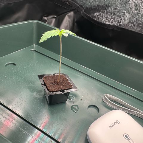 Stressica growlog timeline photo