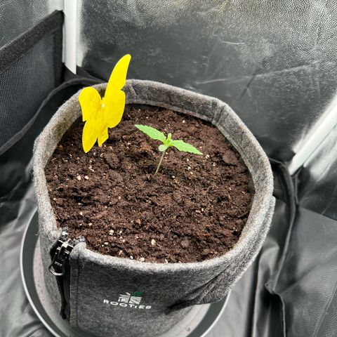 Stressica growlog photo: Umgetopft in einen 6 Liter Stofftopf.
Medium: Plagron Growmix